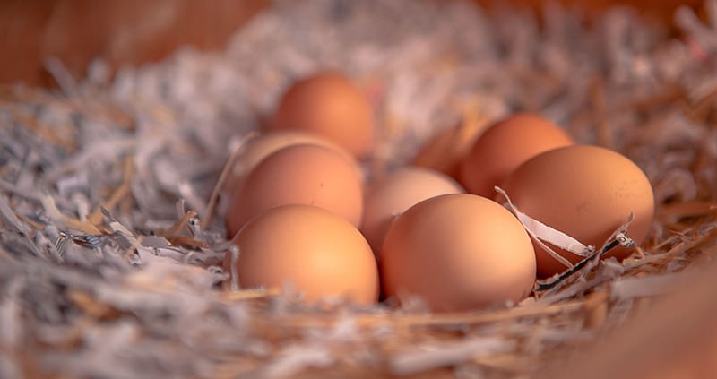 Las Vegas Livestock - Eggs